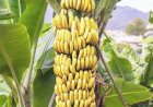 भीक नको: शेतमालाला हमी भाव द्या