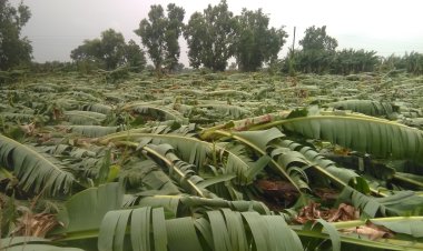 अवकाळी पावसाचा रावेर तालुक्यातील १५ गावांना तडाखा