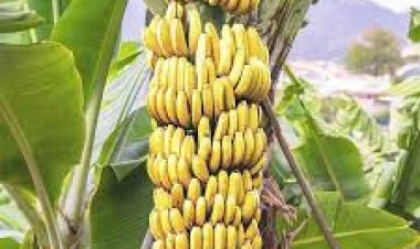 प्रलंबीत फळ पिक विमाचा प्रश्न :   तक्रार निवारण समिती गठीत करण्याचे आदेश