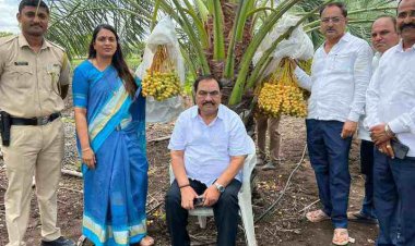 माजी मंत्री एकनाथराव खडसे यांनी  फुलवली खजुराची शेती