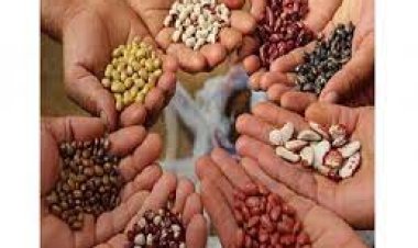 बोगस बियाणे टाळण्यासाठी आता स्वतंत्र कायदा