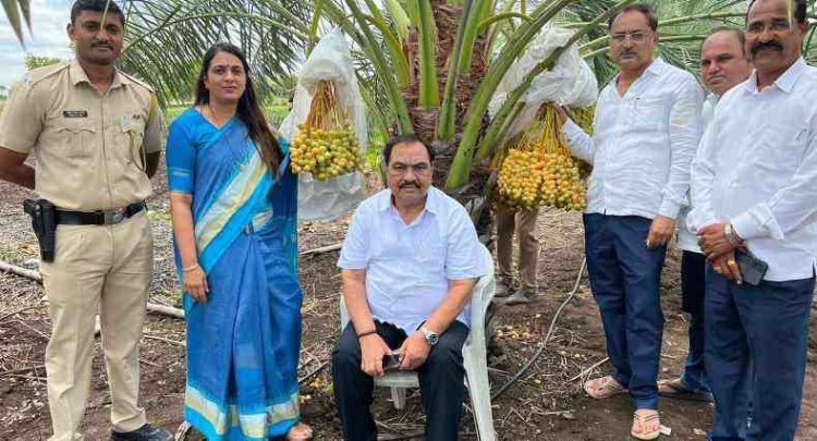 माजी मंत्री एकनाथराव खडसे यांनी  फुलवली खजुराची शेती