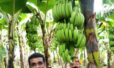 शिक्षक होण्याची संधी असताना शेतीची निवडली वाट