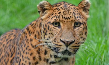 धुरखेडा येथे बिबट्याच्या हल्ल्यात तीन शेळ्या ठार