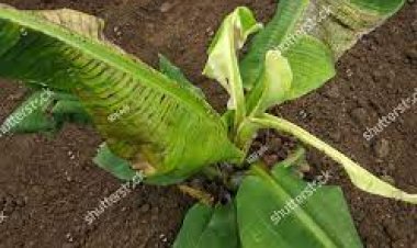 जळगावचे केळी संशोधन केंद्र उरले नावापुरते : सीएमव्हीने बाधित क्षेत्राची आकडेवारीच उपलध नाही