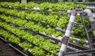 हायटेक शेतीचा नवा हुंकार :  जैन हिल्सवर आजपासून कृषि महोत्सवाचे आयोजन