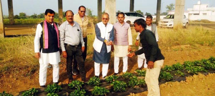 जैन इरिगेशनचा शेतकऱ्यांसाठी दिशादर्शक प्रयोग : राजगढ जिल्ह्यात खडकाळ जमिनीवर स्ट्रॉबेरीची यशस्वी लागवड