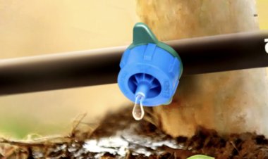 शासनाचा फुसका बार : शेतकऱ्यांचे २७५ कोटींचे ठिबक अनुदान सरकारने थकवले : दीड वर्ष उलटूनही अनुदानाची रक्कम मिळेना