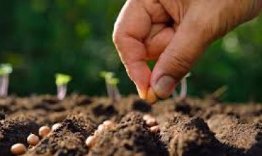 बियाण्यांची लिंकिंग पद्धतीने विक्री : आमदार लता सोनवणे यांची जिल्हाधिकाऱ्यांकडे तक्रार