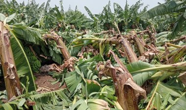 रोखठोक : राजकारणी म्हणतायेत आम्ही सारेच शेतकऱ्यांचे कैवारी पण नुकसानीच्या आर्थिक मदतीसाठी लढा कोण देणार ?