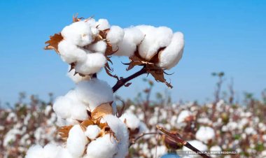 खरीप हंगाम : रावेर तालुक्यात 3,500 एकरने कापसाची लागवड घटणार