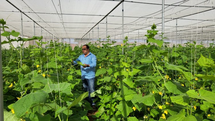 SUCCESS STORY : नोकरीला रामराम ठोकत हायटेक शेती करणारा युवा शेतकरी : चोरवडच्या मल्हार कुंभार यांनी दिली शेतीला पूरक उद्योगाची जोड