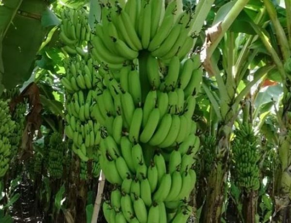 केळी पिक विमा घोटाळा : दलालांचे काळे कारनामे : सिंडीकेटच्या(एजंट) बँक खात्याची पाच वर्षातील व्यवहाराची होणार चौकशी