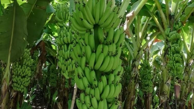 BANANA EXPORTS : केळी निर्यातीत जळगावच्या तुलनेत सोलापूर जिल्हा पुढे : लागवडीखालील क्षेत्रातही सोलापूरमध्ये मोठी वाढ : केंद्र सरकारच्या कृषी निर्यात क्षेत्रात सोलापूर जिल्ह्याच्या समावेशासाठी लोकप्रतिनिधींचा प्रयत्न