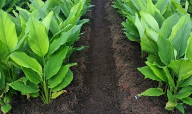 स्पेशल रिपोर्ट : हळद लागवडीमुळे सोनेरी गावाच्या दिशेने उटखेड्याची वाटचाल : जळगाव जिल्ह्यात सर्वाधिक ४०० एकरवर हळद पिकाची लागवड : आठ महिन्यात हळद विक्रीतून साडेबारा कोटींचे उत्पन्न