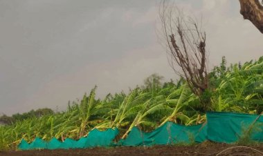 BREKING : रावेर तालुक्यात दुसऱ्यांदा अवकाळीचा तडाखा : केळी बागांचे कोट्यावधीचे नुकसान : गहुखेड्यात झाडाखाली दाबल्याने बैलजोडी जखमी