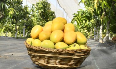 जैन इरिगेशनचा उपक्रम : १५० पेक्षा अधिक आंब्यांच्या जातीचे ‘मॅंगो फिस्टा’ प्रदर्शन : उद्यापासून दोन दिवस चालणार महोत्सव