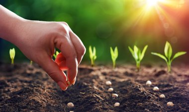 खरीप पूर्वतयारी : महाबीजकडून अडीच लाख क्विंटल बियाण्यांचा पुरवठा : ७१ हजार क्विंटल बियाणे विद्यापीठ संशोधित