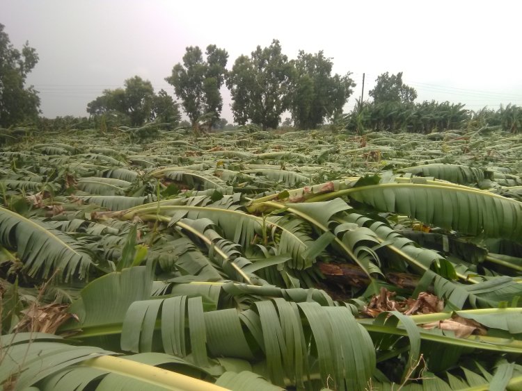 रावेर तालुक्याला वादळी पावसाचा तडाखा : शेकडो हेक्टरवरील केळी बागांचे नुकसान : आमदार अमोल जावळे यांच्या पंचनाम्याच्या सूचना