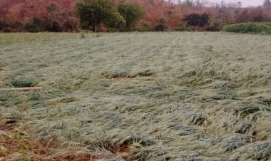 रावेर तालुक्याला अवकाळी वादळी पावसाचा तडाखा : विश्रामजिन्सी परिसरात गारपीट :  नुकसानीचे पंचनामे करण्याच्या आमदार अमोल जावळे यांच्या सूचना