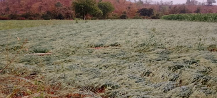 रावेर तालुक्याला अवकाळी वादळी पावसाचा तडाखा : विश्रामजिन्सी परिसरात गारपीट :  नुकसानीचे पंचनामे करण्याच्या आमदार अमोल जावळे यांच्या सूचना