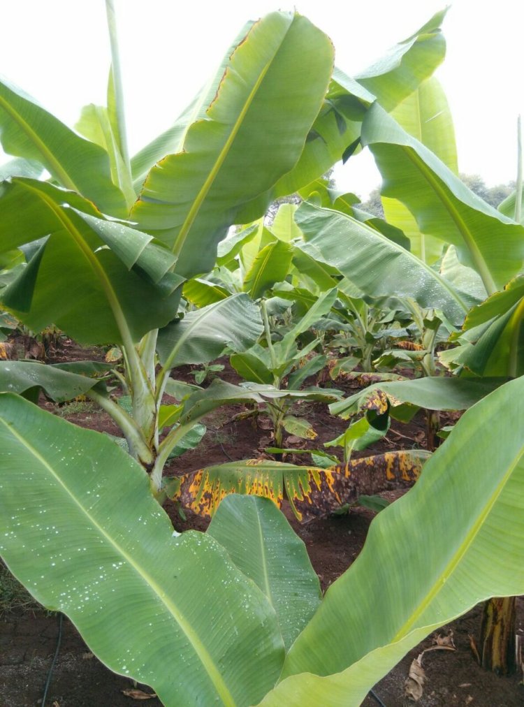 BREAKING : १५ वर्षापूर्वी मयत असलेल्या महिलेच्या नावावर पिक विम्याचा लाभ : रावेर तालुक्यातील घटना