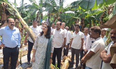 अवकाळीचा तडाखा : रावेर तालुक्यात केळीसह मक्याचे 9 कोटींचे नुकसान : प्रशासन पाहणीसाठी शेतीच्या बांधावर