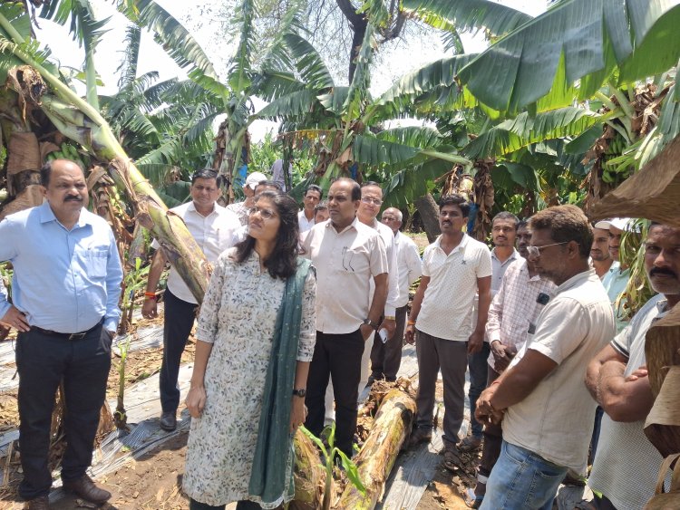 अवकाळीचा तडाखा : रावेर तालुक्यात केळीसह मक्याचे 9 कोटींचे नुकसान : प्रशासन पाहणीसाठी शेतीच्या बांधावर