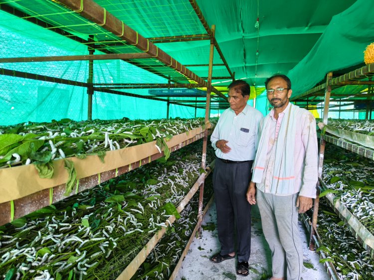 SUCCESS STORY : केळी पट्ट्यात मोरगावच्या माजी विक्रीकर अधिकाऱ्याचा रेशीम शेतीचा यशस्वी प्रयोग